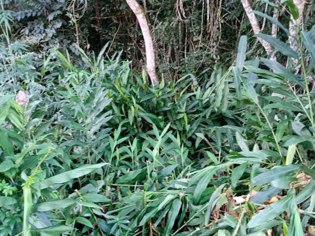 #49 - Área para Venda em Carmo de Minas - MG - 2